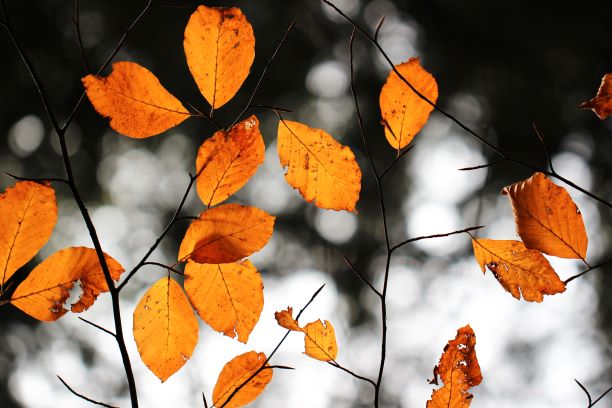 autumn-leaves